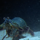 Weighing in at maybe a single pound, a mantis shrimp enters the ring.